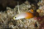 Goby 09tc Red Fire Goby 7137