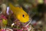 Goby 09tc Trimma 4838