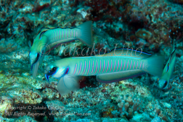 Goby 09tc Zebra 4528