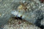 Goby 10tc Orange-spotted Shrimp Goby 4842