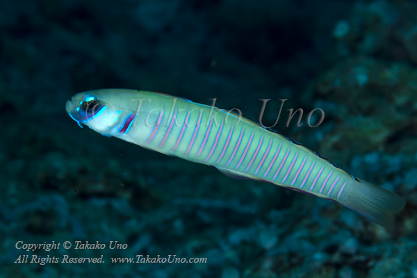 Goby 10tc Zebra 4531