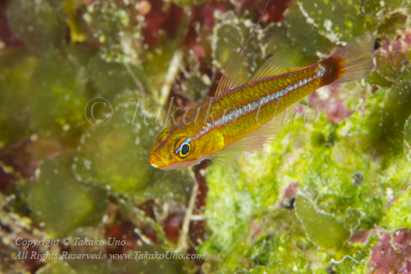 Goby 11tc Blue-striped アオギハゼ 4619