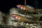 Goby 11tc Candycane Dwarf 6109