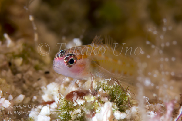 Goby 12tc 4665