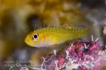 Yellow Trimma Goby? 6150