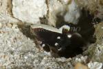 Goby 12tc Dancing Shrimp Goby 4850