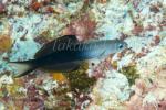 Goby 14tc Blackfin Dartfish 7260
