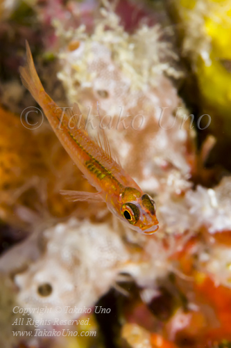 Goby 15tc Forktail Dwarf 6167