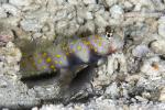 Goby 15tc Yellow-spotted Shrimp Goby 7335