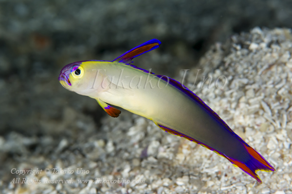 Goby 16tc Purple Fire Goby 7338