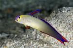 Goby 16tc Purple Fire Goby 7338