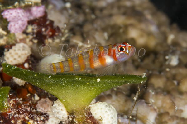 Goby 18tc Candycane Dwarf 6178