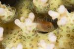 Goby 19tc 5074