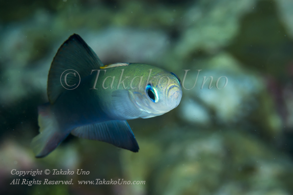 Goby 20tc Scissortail Dartfish 5116