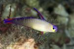 Goby 24tc Purple Fire Goby 5249