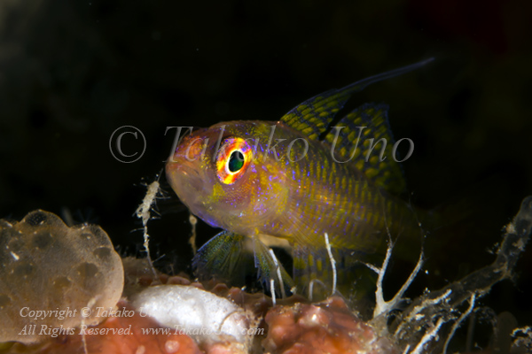 Yellow pygmygoby 5281 オヨギベニハゼ