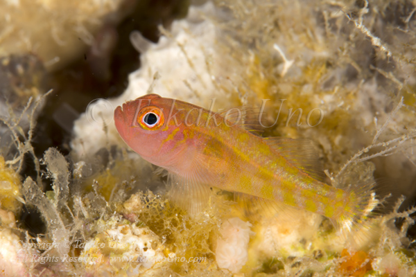 Goby 27tc ニンギョウベニハゼ 5283