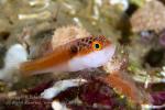 Goby 30tc Side-spot dwarf 5048