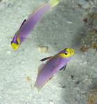 Goby 35tc Helfrich Dartfish 5176