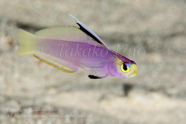 Goby 41tc Helfrich Dartfish 6249