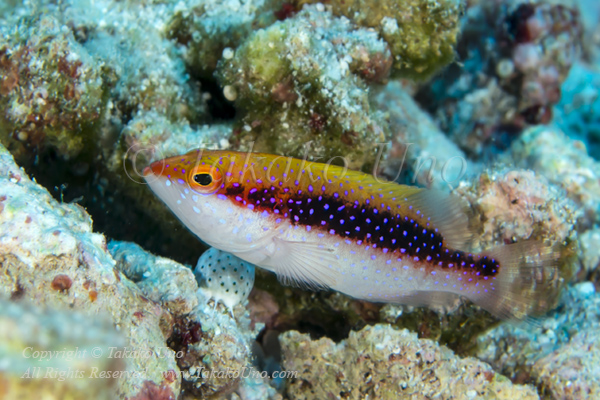 Grouper 01tc Coral Trout juv 8788