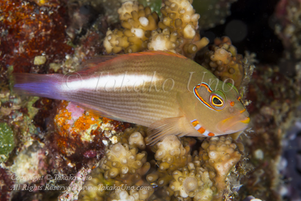 Hawkfish 01tc Arc-eyed 4627