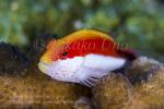 Hawkfish 01tc Freckled 5867