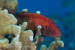 Hawkfish 02tc Freckled Hawkfish 6893