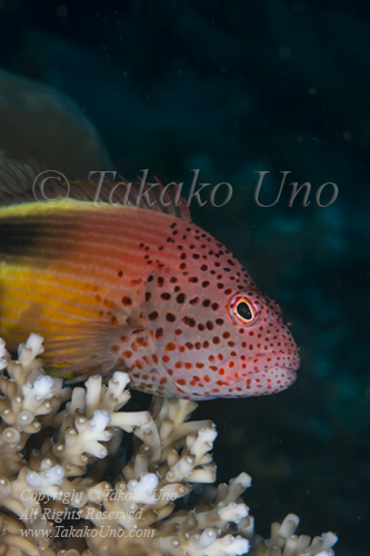 Hawkfish 03tc Freckled Hawkfish 7380