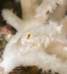 Isopod 01tc on Soft Coral 6145