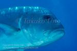 Jack 02tc Giant Trevally 6896