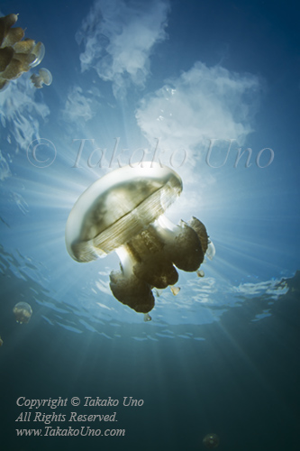 Jellyfish 09tc 6515