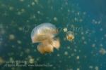 Jellyfish 12tc 6528