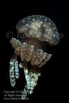 Jellyfish 21tc 2319