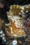 Scorpionfish 01tc Leaf Scorpionfish 7052