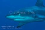 Shark 01t Grey Reef 7406