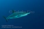 Shark 01tc Grey Reef 3635