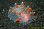 Kalinga ornata 01 35mm a rare species, usually deep, like over 80m depth