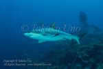 Shark 02tc Grey Reef 3637