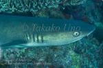 Shark 02tc White-tip Reef 5939