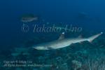 Shark 03tc White-tip Reef 3903