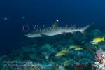 Shark 04tc White-tip Reef 3906