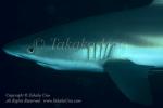 Shark 05t Grey Reef 6077