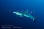 Shark 05tc Grey Reef 3909
