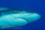 Shark 05tc Grey Reef 7404