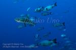 Shark 06tc Grey Reef & Black Snapper 7830