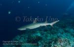 Shark 06tc White-tip Reef & Stephen 3910