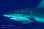 Shark 08t Grey Reef 4560