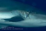 Shark 08tc Grey Reef (gill deformed) 7414