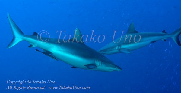 Shark 10tc Grey Reef 8602